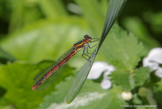 LARGE RED DEMOISELLE (Pyrrhosoma nymphula)